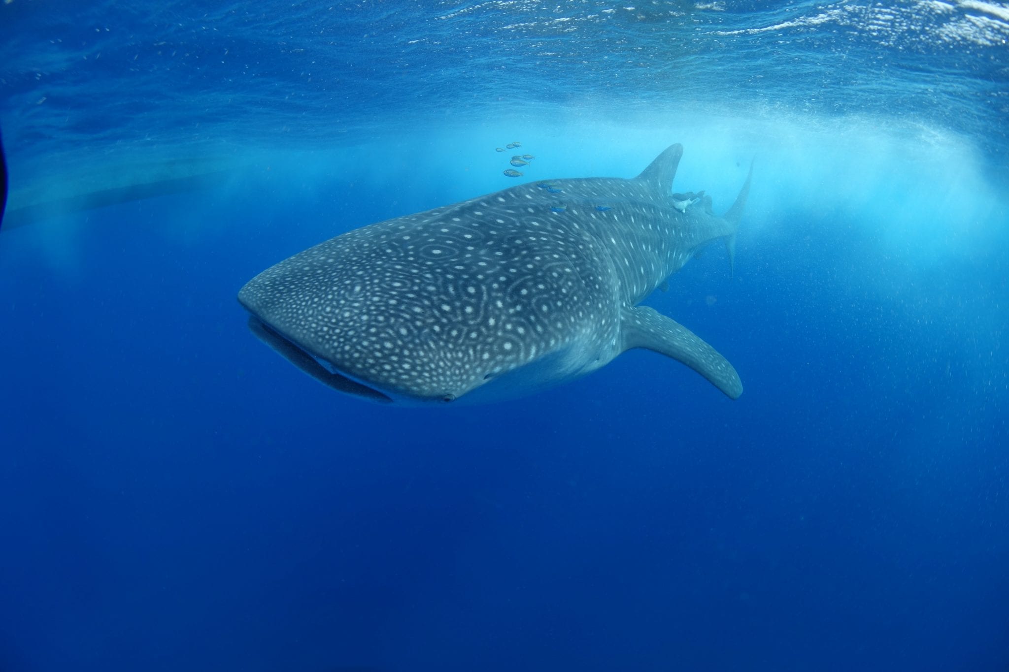 Deep-water denizen stranded in Sept-Îles - Baleines en direct