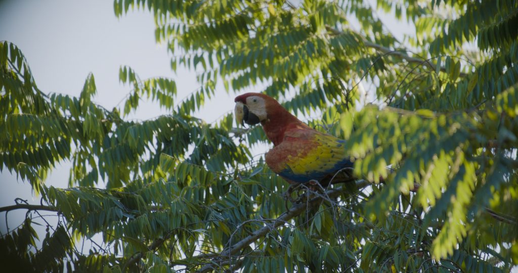 Scarlet Macaw Program
