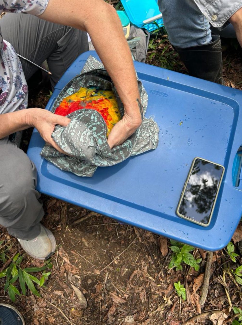 Here a scarlet macaw chick has a wellness check by our vet.